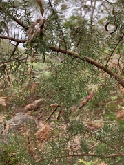 Acacia ulicifolia