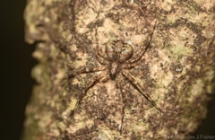 Tamopsis brachycauda