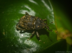 Psepholax leoninus