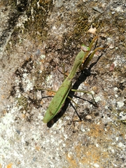 Tenodera sinensis