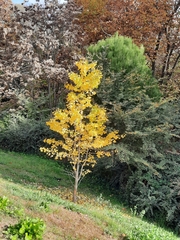 Ginkgo biloba