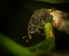 Psepholax leoninus