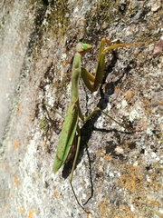 Tenodera sinensis