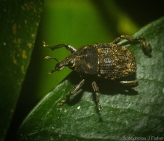 Psepholax leoninus