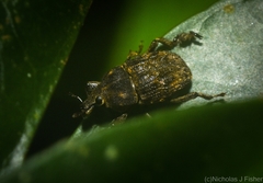 Psepholax leoninus