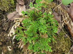 Selaginella novoleonensis