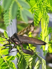 Anoplocnemis curvipes