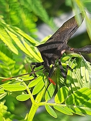 Anoplocnemis curvipes