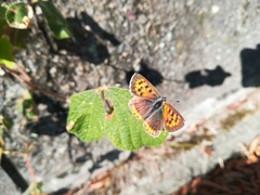 Lycaena phlaeas daimio