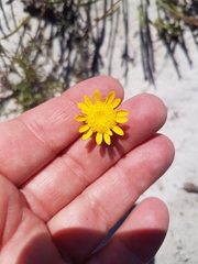 Cotula duckittiae