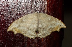 Coelurotricha curvilinea
