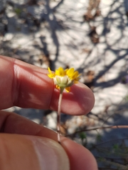 Cotula duckittiae