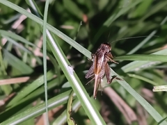 Svercacheta siamensis