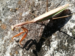 Tenodera sinensis