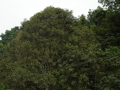 Mangifera kemanga