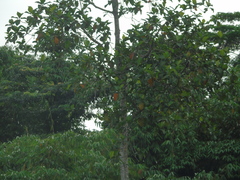 Artocarpus elasticus