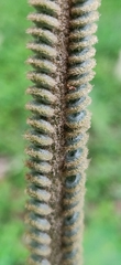 Cycas circinalis