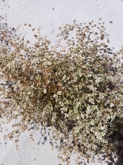 Adenogramma glomerata