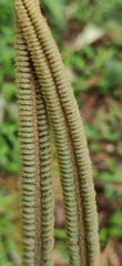 Cycas circinalis