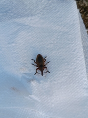 Lixomorphus algirus