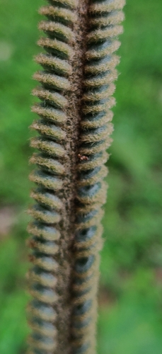 Cycas circinalis