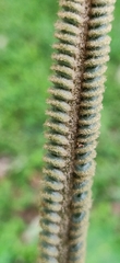 Cycas circinalis