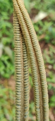 Cycas circinalis