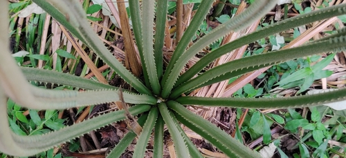 Image of Cycas circinalis by (c) T R Shankar Raman, some rights reserved (CC BY)
