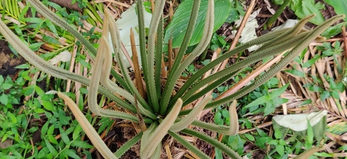 Cycas circinalis
