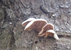 Crepidotus cesatii