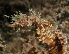 Idiotropiscis lumnitzeri