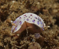 Goniobranchus thompsoni