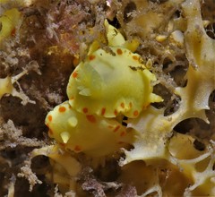 Diversidoris sulphurea