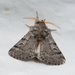 Cyprus Processionary Moth - Photo (c) shlomi levi, some rights reserved (CC BY-NC), uploaded by shlomi levi