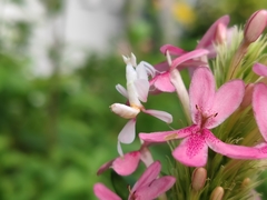 Hymenopus coronatus