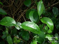 Urceola micrantha