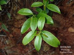 Urceola micrantha