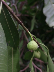 Ficus yoponensis