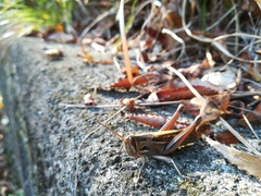 Patanga japonica