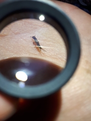 Nebriinae