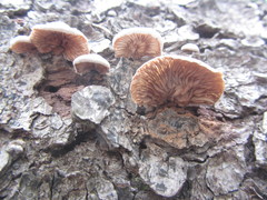 Crepidotus cesatii