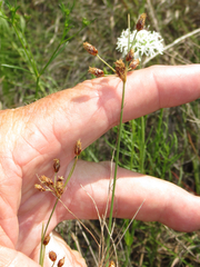 Fimbristylis puberula