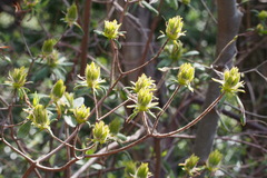 Rhododendron macrosepalum