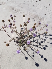 Phyllopodium cephalophorum