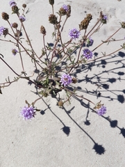 Phyllopodium cephalophorum