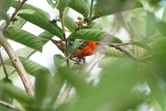 Foudia madagascariensis