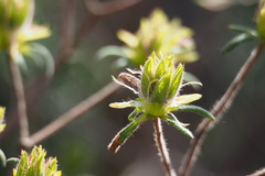 Rhododendron macrosepalum