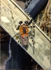 Alpaida gallardoi