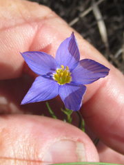 Giliastrum rigidulum