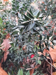 Ruscus aculeatus